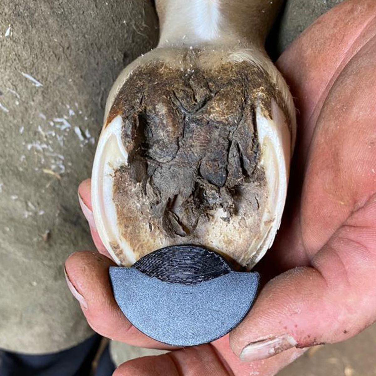VFT Foal toe extension