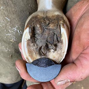 Hovedbilde VFT Foal toe extension